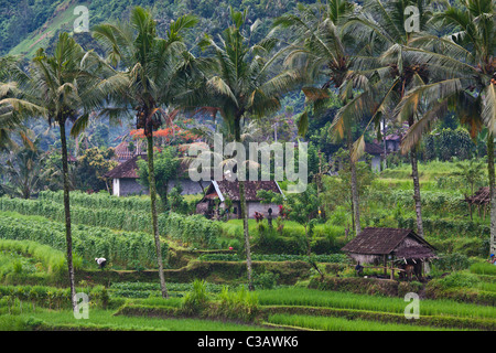 Einem ländlichen Dorf, REISTERRASSEN und KOKOSPALMEN sind Teil der Inseln Landwirtschaft entlang SIDEMAN ROAD - BALI, Indonesien Stockfoto