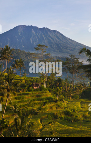 GUNUNG AGUNG der höchste Berg auf der Insel mit REISTERRASSEN und KOKOSPALMEN entlang SIDEMAN ROAD - BALI, Indonesien