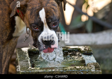 Männlichen Erwachsenen Boxer Hund Trinkwasser bei der Fontäne. Outdoor-Headshot Stockfoto