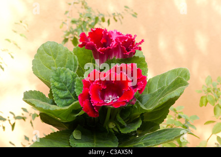 Nahaufnahme von Gloxinia (Sinningia Speciosa) Pflanzen und Blumen Stockfoto