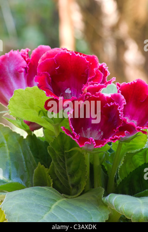 Nahaufnahme von roten Gloxinia (Sinningia Speciosa) Blumen Stockfoto
