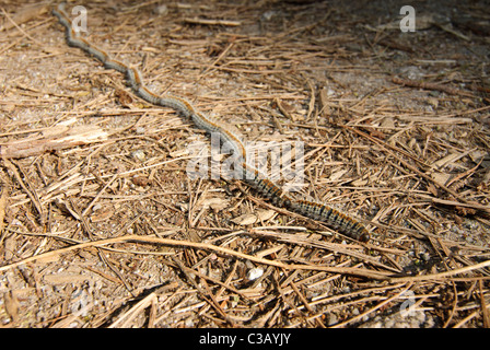 Kiefer processionary Larven auf charakteristische Weise, Korsika, Frankreich Stockfoto