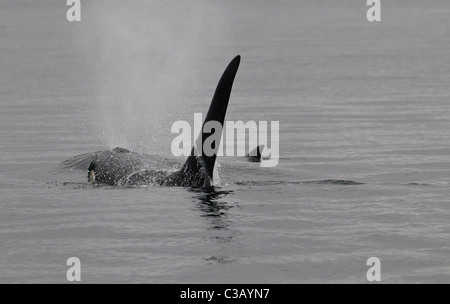 Männliche Orca (Schwertwal) auftauchen, Vancouver Island, Kanada Stockfoto