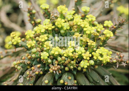 Euphorbia Caput Medusen blühen Medusenhaupt s Stockfoto