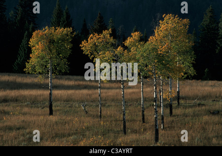 Group of Aspen with autumn colors, Lamar Valley, Yellowstone Stockfoto