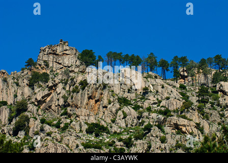 Hoher Berg rockt mit korsischen Kiefern, Restonica-Tal, Korsika, Frankreich Stockfoto