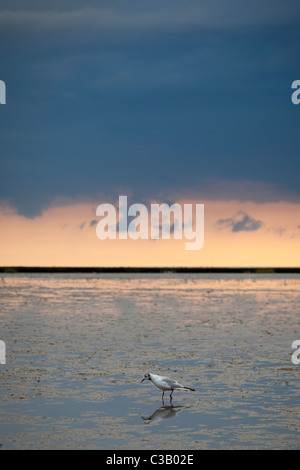 Vogel im Wattenmeer, Deutschland Stockfoto