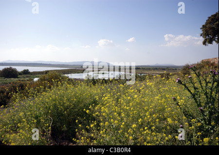 NATURSCHUTZGEBIET IN FUENTE DE PIEDRA ANDALUSIEN SPANIEN WO FLAMINGOS NEST Stockfoto