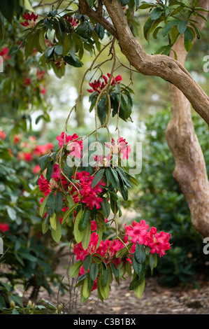 Rhododendron-Blüten und Knospen Stockfoto