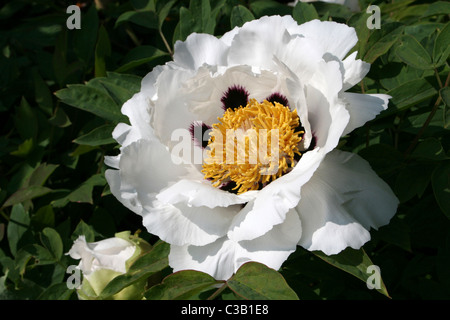 Baum Pfingstrose Blume Paeonia Suffruticosa "Rock Form" Stockfoto