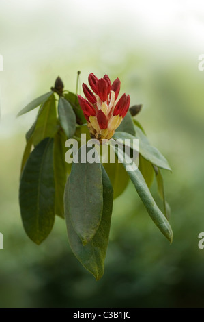 Rhododendron-Blüten und Knospen Stockfoto