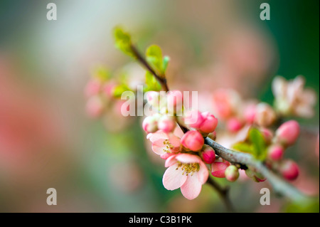 Chaenomeles X superba "Coral Sea" - japanische Quitte Stockfoto