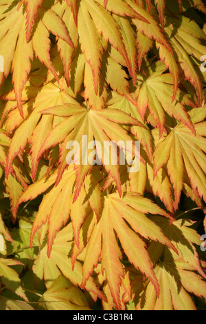 Goldene gelbe Blätter des japanischen Ahorn - Acer Palmatum 'Katsura' Stockfoto