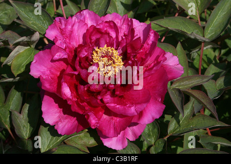 Cerise Pink Tree Peony Paeonia suffruticosa „Kardinal Vaughan“ Stockfoto