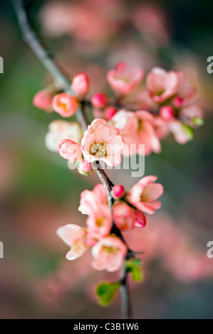 Chaenomeles X superba "Coral Sea" - japanische Quitte Stockfoto