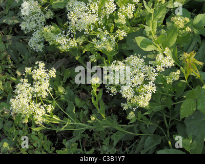 Hoary Cress, Lepidium Felsenblümchen Stockfoto