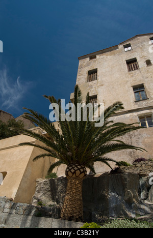 Palme in der Stadt von Calvi, Korsika, Frankreich Stockfoto