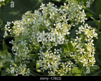 Hoary Cress, Lepidium Felsenblümchen Stockfoto