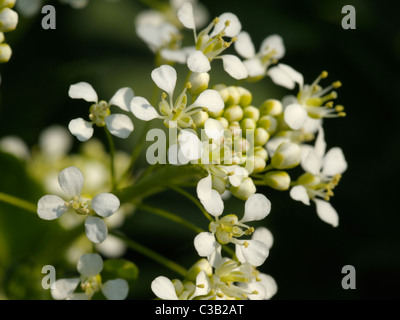 Hoary Cress, Lepidium Felsenblümchen Stockfoto