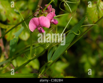 Narrow-leaved Everlasting-Erbse, Lathyrus sylvestris Stockfoto