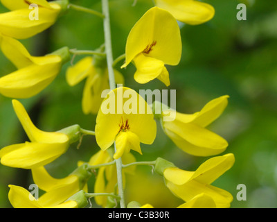 Blumen Goldregen, Laburnum anagyroides Stockfoto