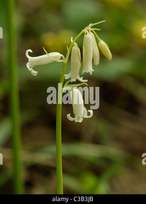 Weiße Glockenblume, Hyacinthoides non-scripta Stockfoto