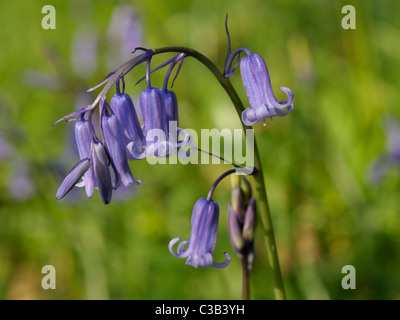 Bluebell, Hyacinthoides non-scripta Stockfoto