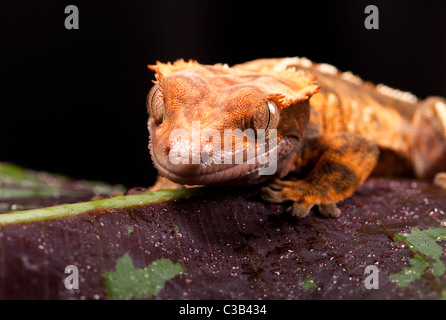 Neue Caledonian Crested Gecko - aufgenommen im Studio. Stockfoto