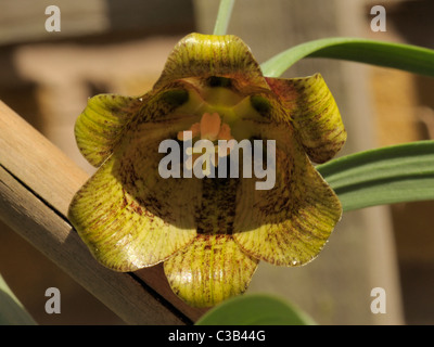 Pyrenäen Schlange-Kopf Fritillary, Fritillaria pyrenaica Stockfoto