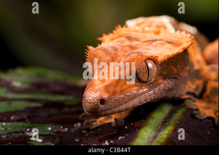 Neue Caledonian Crested Gecko - aufgenommen im Studio. Stockfoto