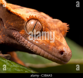 Neue Caledonian Crested Gecko - aufgenommen im Studio. Stockfoto