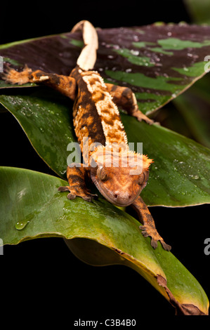 Neue Caledonian Crested Gecko - aufgenommen im Studio. Stockfoto