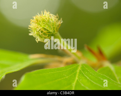 Weibliche Blüte Buche, Fagus sylvatica Stockfoto