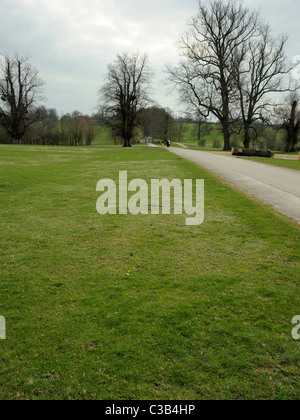Burghley House Park, gemeinsame Whitlowgrass, Erophila verna Stockfoto