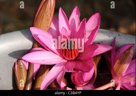 Frisch gepflückten Lotusblüte direkt aus dem Teich. Kampot, südlichen Kambodscha Stockfoto