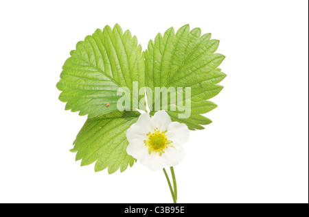 Erdbeere Blüte und Blätter isoliert gegen weiß Stockfoto