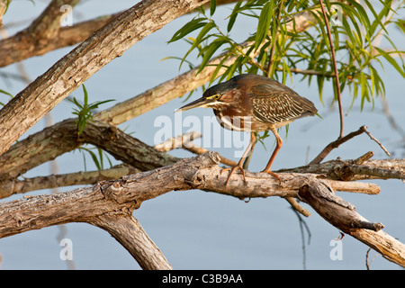 Grün-backed Reiher, Butorides Striatus, Juvenile, Venice, Florida, USA Stockfoto