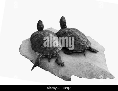 zwei Schildkröten auf einem Stein isoliert auf weiss Stockfoto