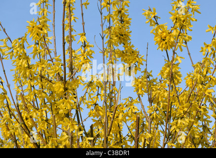 Gemeinsamen Forsythie Forsythia Intermedia Oleaceae Stockfoto