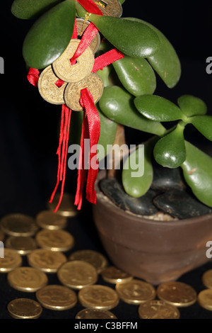 Feng Shui Münzen auf Geldbaum mit Goldmünzen symbolisiert Erfolg und Reichtum Stockfoto