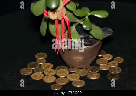 Feng Shui Münzen auf Geldbaum mit Goldmünzen symbolisiert Erfolg und Reichtum Stockfoto