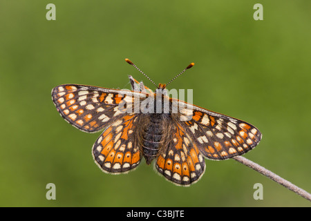 Obere Seitenansicht des Marsh Fritillary Etikett Aurinia Gras Stengel, Gloucestershire, UK, Mai 2011. Stockfoto