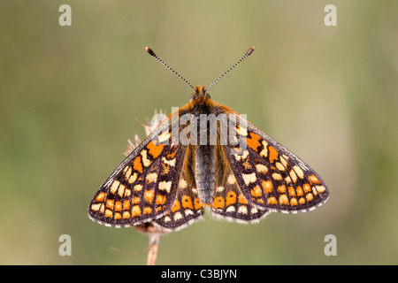 Obere Seitenansicht des Marsh Fritillary Etikett Aurinia Gras Stengel, Gloucestershire, UK, Mai 2011. Stockfoto