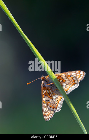 Hintergrundbeleuchtung unter Seitenansicht des Marsh Fritillary Etikett Aurinia Gras Stengel, Gloucestershire, UK, Mai 2011. Stockfoto