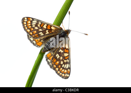 Obere Seitenansicht des Marsh Fritillary Etikett Aurinia auf Rasen ergeben sich auf weiße Studio-Hintergrund, Gloucestershire, UK, Mai 2011. Stockfoto