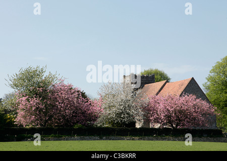 Blühende Kirschbäume in der Kirche St. Peter und St.Paul Lindau Hythe Kent Stockfoto