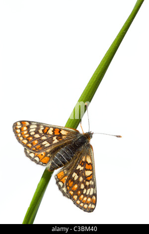 Obere Seitenansicht des Marsh Fritillary Etikett Aurinia auf Rasen ergeben sich auf weiße Studio-Hintergrund, Gloucestershire, UK, Mai 2011. Stockfoto