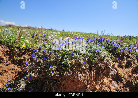 Alkanet oder Färber Bugloss (gab Tinctoria) Stockfoto