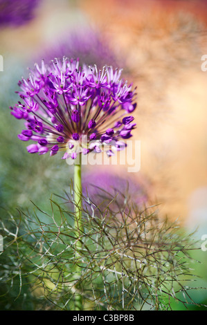 Allium 'Purple Sensation' Hollandicum.  Ornamentale Zwiebel Blume unter Fenchel Laub Stockfoto