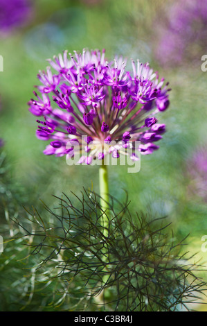 Allium 'Purple Sensation' Hollandicum.  Ornamentale Zwiebel Blume unter Fenchel Laub Stockfoto
